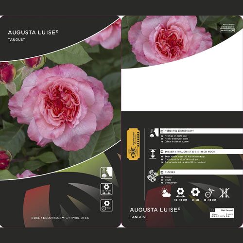 Rosa de flor grande Augusta Luise®, C3 interface.image 2 interface.art 4561