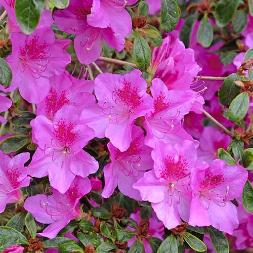 Azalea japonesa Konigstein, P9 interface.image 1 interface.art 5643