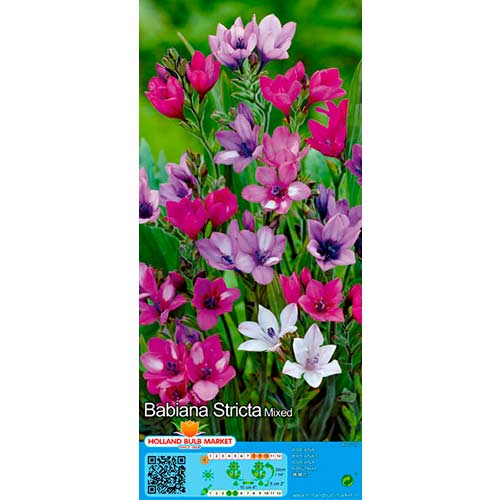 Babiana Stricta Mixed interface.art photo 1 Babiana Stricta Mixed interface.image 1 interface.art 76380