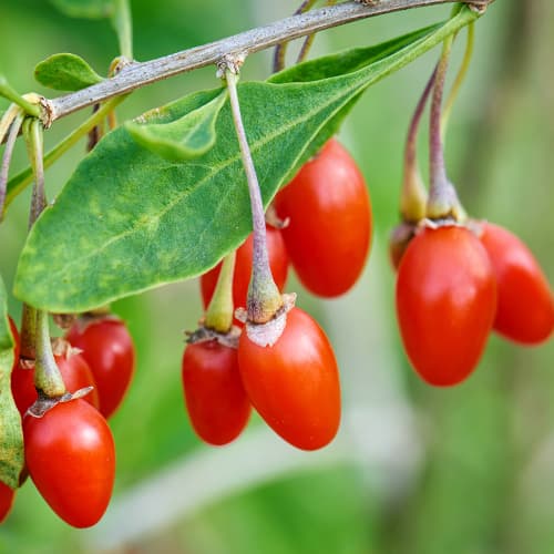 Nueva baya de Goji grande, P9 interface.art photo 1 Nueva baya de Goji grande, P9 interface.image 1 interface.art 9322