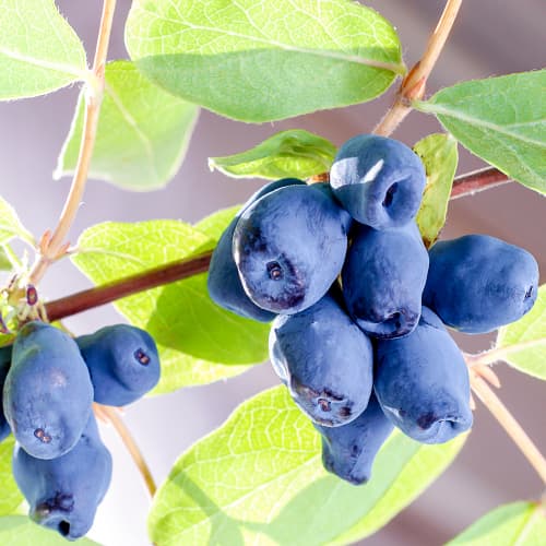 Bahía de Kamchatka Sinoglaska, P9 interface.art photo 1 Bahía de Kamchatka Sinoglaska, P9 interface.image 1 interface.art 9228