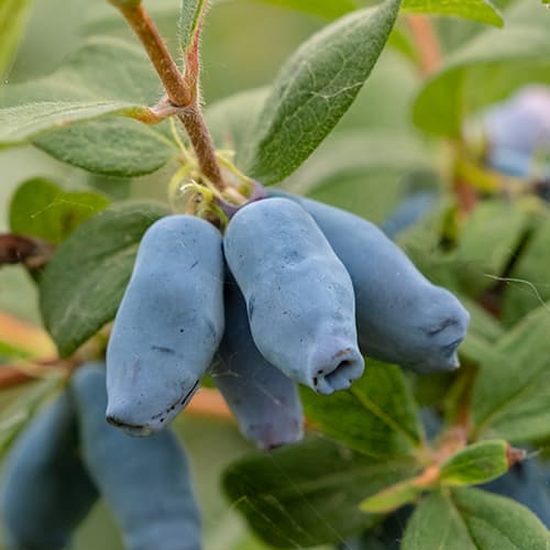 Bahía de Kamchatka Duet, P9 interface.art photo 1 Bahía de Kamchatka Duet, P9 interface.image 1 interface.art 9227