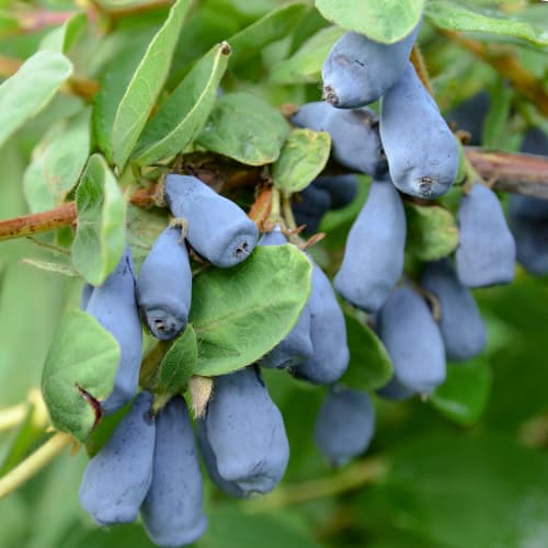 Bahía de Kamchatka Wojtek, P9 interface.image 1 interface.art 9328