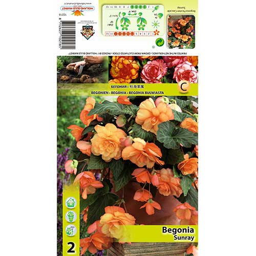 Begonia Picotee Cascade Sunray interface.art photo 1 Begonia Picotee Cascade Sunray interface.image 1 interface.art 70355