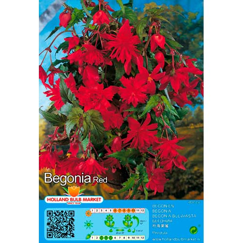 Begonia Red interface.art photo 1 Begonia Red interface.image 1 interface.art 76392