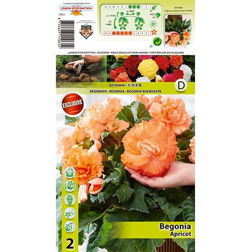 Begonia Ruffled Apricot interface.art photo 1 Begonia Ruffled Apricot interface.image 1 interface.art 77826