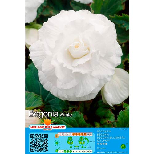 Begonia White interface.art photo 1 Begonia White interface.image 1 interface.art 76384