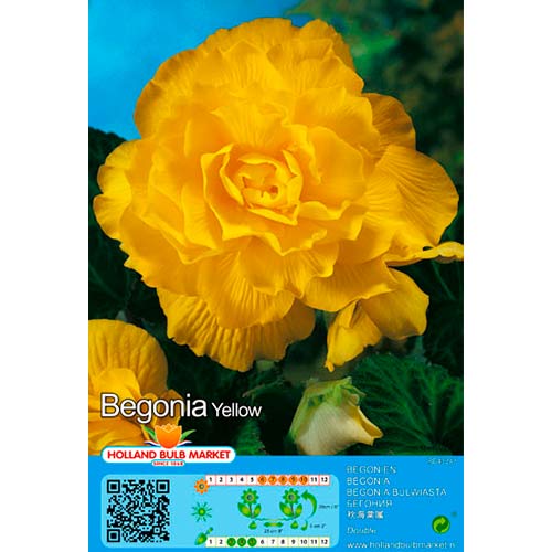 Begonia Yellow interface.art photo 1 Begonia Yellow interface.image 1 interface.art 76385