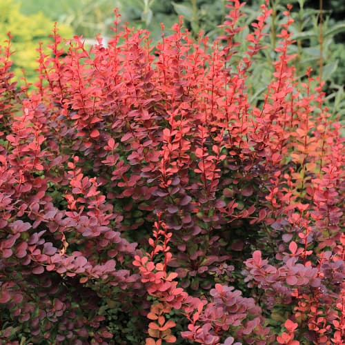 Berberis Thunberga Superba, P9 interface.image 1 interface.art 5645