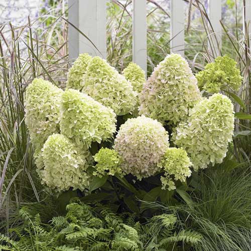 Hortensia en ramo Little Fresco PBR, С2 interface.image 1 interface.art 8223