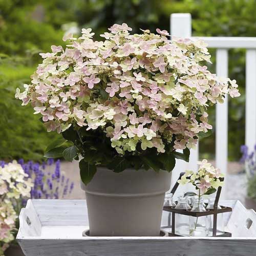 Ramo de hortensias Polestar PBR, С2 interface.image 1 interface.art 8226