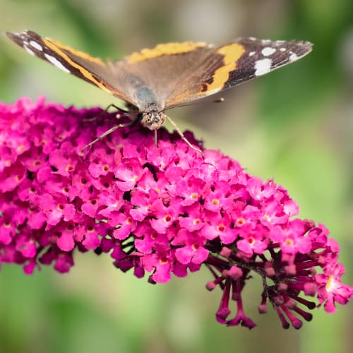 Budleia David Royal Red, P9 interface.art photo 1 Budleia David Royal Red, P9 interface.image 1 interface.art 9011