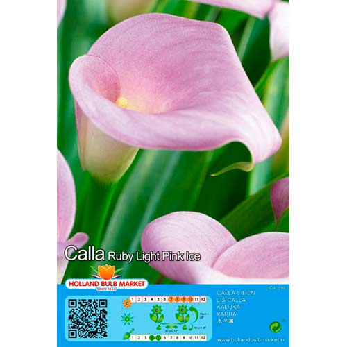 Cala Pink interface.art photo 1 Cala Pink interface.image 1 interface.art 76397