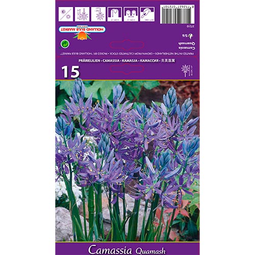 Camassia Quamash interface.art photo 1 Camassia Quamash interface.image 1 interface.art 67610