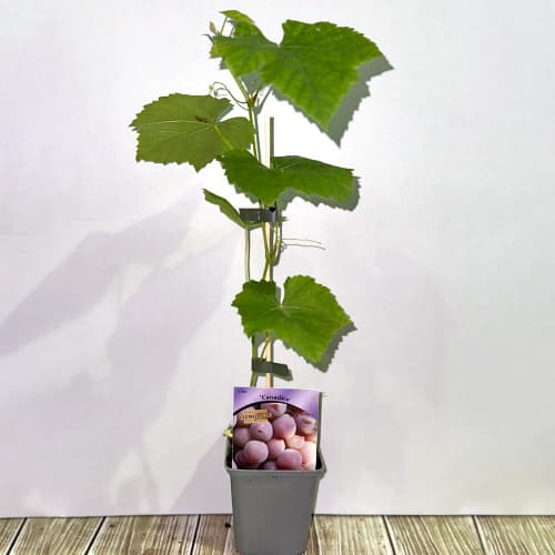 Vid Canadice interface.art photo 2 Vid Canadice interface.image 2 interface.art 5639