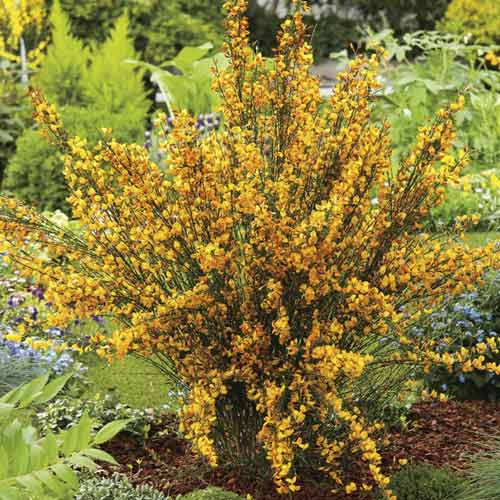 Cártamo Apricot Gem, С2 interface.image 1 interface.art 8212