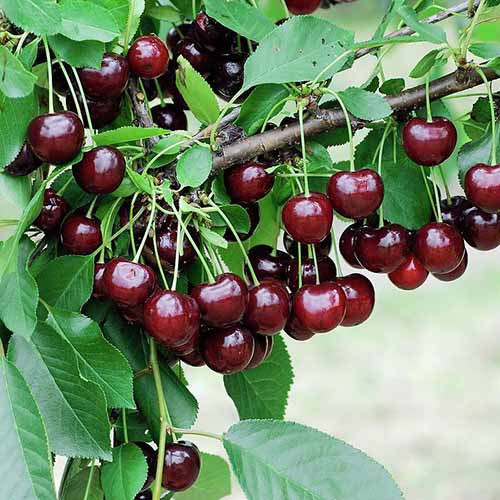 Cereza Achat, С2 interface.art photo 1 Cereza Achat, С2 interface.image 1 interface.art 4848