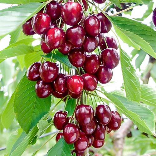 Cerezo columnar Caroline interface.art photo 1 Cerezo columnar Caroline interface.image 1 interface.art 1971