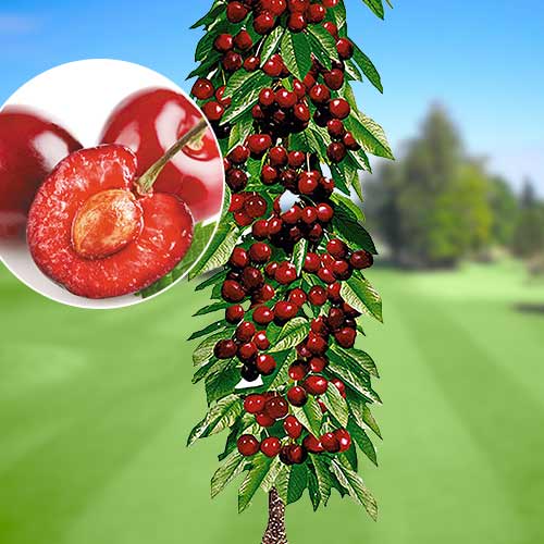 Cereza columnar Queen Marry interface.image 1 interface.art 1921