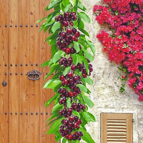 Cerezo columnar Victoria interface.image 1 interface.art 1923