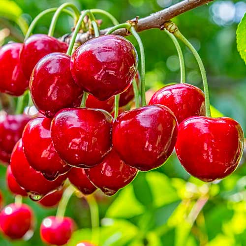 Cerezo Elegante Alegría interface.art photo 1 Cerezo Elegante Alegría interface.image 1 interface.art 1628