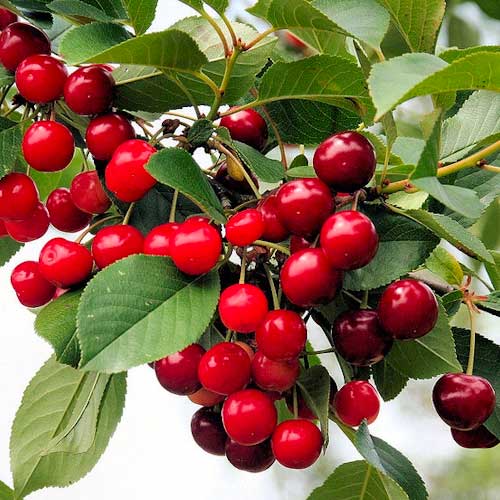 Cereza Florinas interface.art photo 1 Cereza Florinas interface.image 1 interface.art 1627