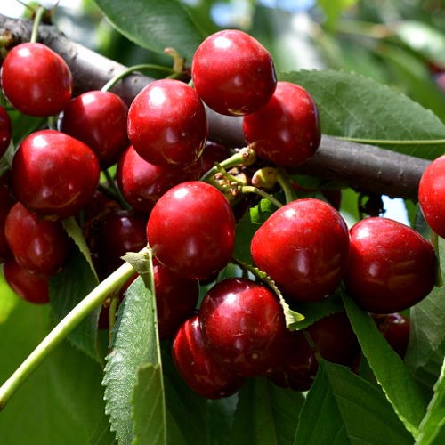 Cerezo Lydia interface.art photo 1 Cerezo Lydia interface.image 1 interface.art 7967