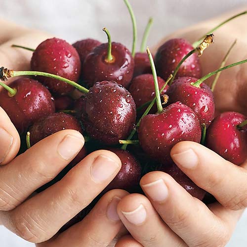 Cerezo Reggina, С2 interface.art photo 1 Cerezo Reggina, С2 interface.image 1 interface.art 4280