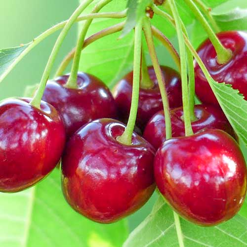 Cerezo Samba, С2 interface.art photo 1 Cerezo Samba, С2 interface.image 1 interface.art 6927