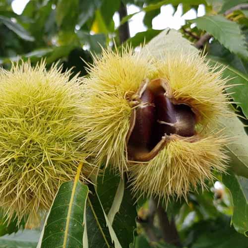 Castaño Melivoias, С2 interface.image 1 interface.art 4860