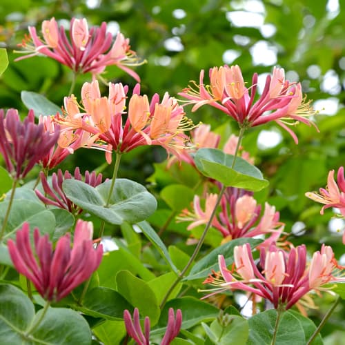 Madreselva American Beauty, P9 interface.image 1 interface.art 9046