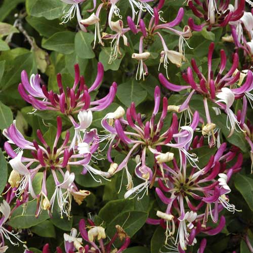 Madreselva Nube fragante PBR, С2 interface.image 1 interface.art 8230