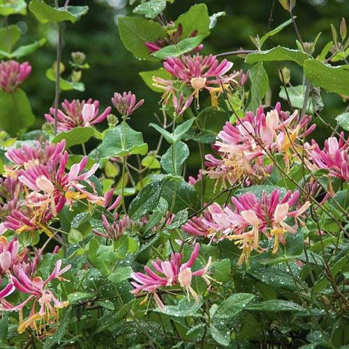 Madreselva Goldflame de Heckrott, С2 interface.image 1 interface.art 8231