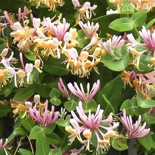 Madreselva Inga, С2 interface.image 1 interface.art 8228