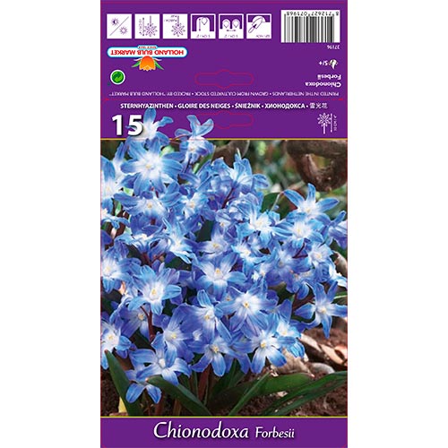 Chionodoxa Forbesii interface.art photo 1 Chionodoxa Forbesii interface.image 1 interface.art 67890