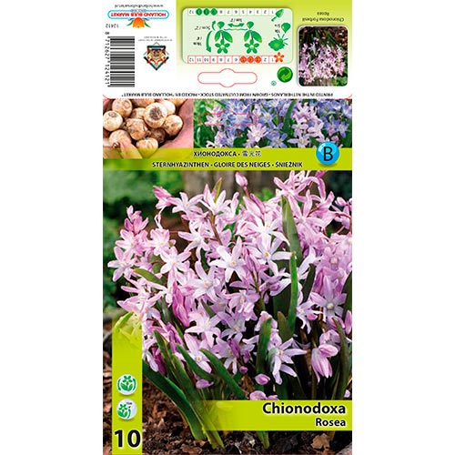 Chionodoxa Rosea interface.art photo 1 Chionodoxa Rosea interface.image 1 interface.art 67323