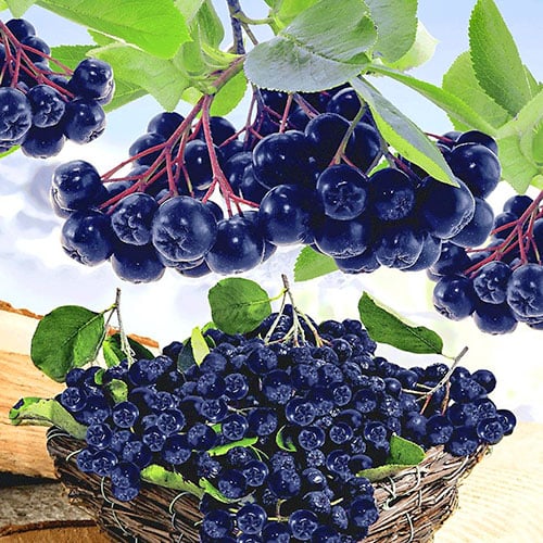 Aronia Viking, P9 interface.art photo 1 Aronia Viking, P9 interface.image 1 interface.art 8204