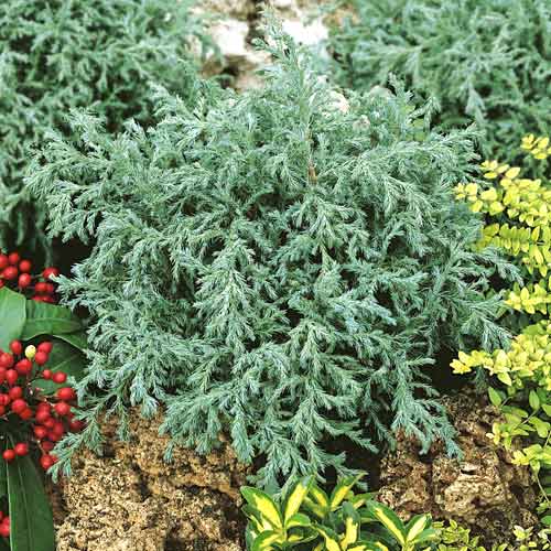 Ciprés de los guisantes Baby Blue, C2 interface.image 1 interface.art 7733