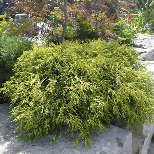 Ciprés de los guisantes Sungold, C2 interface.image 1 interface.art 7761