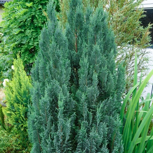 Ciprés Van Pelts Blue interface.art photo 1 Ciprés Van Pelts Blue interface.image 1 interface.art 9692