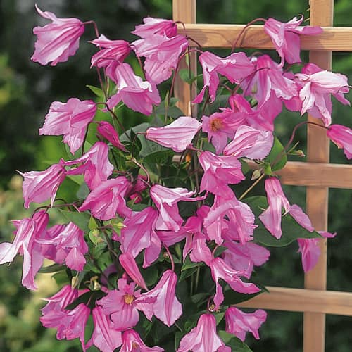 Clemátide Alionushka, С2 interface.art photo 1 Clemátide Alionushka, С2 interface.image 1 interface.art 1550