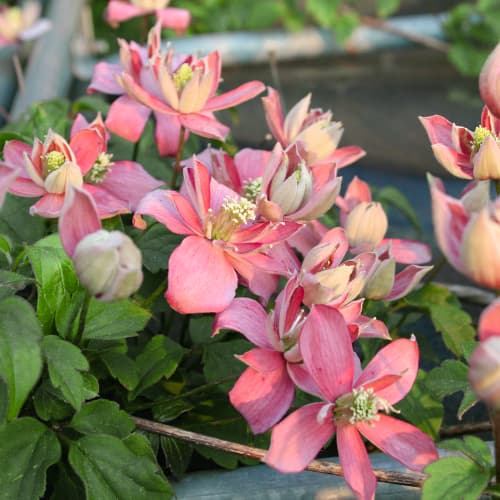 Clemátide (Clemátide) Marjorie, P9 interface.image 1 interface.art 5874