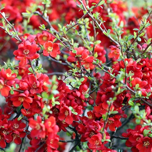 Membrillo japonés Sargentii, P9 interface.art photo 1 Membrillo japonés Sargentii, P9 interface.image 1 interface.art 1576