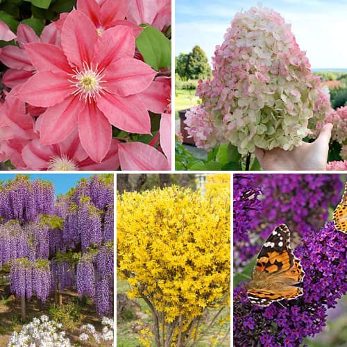 Conjunto de arbustos ornamentales de jardín en flor, 5 plantones interface.image 1 interface.art 9673