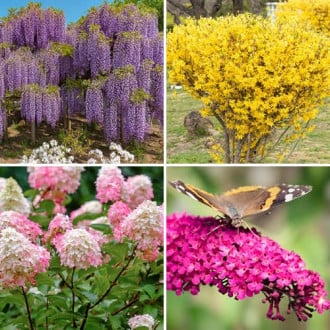 Conjunto de arbustos ornamentales Jardín de colores, 4 plantones interface.image 1 interface.art 9674