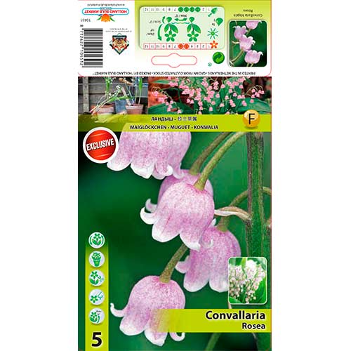 Convallaria Majalis Rosea interface.art photo 1 Convallaria Majalis Rosea interface.image 1 interface.art 76201