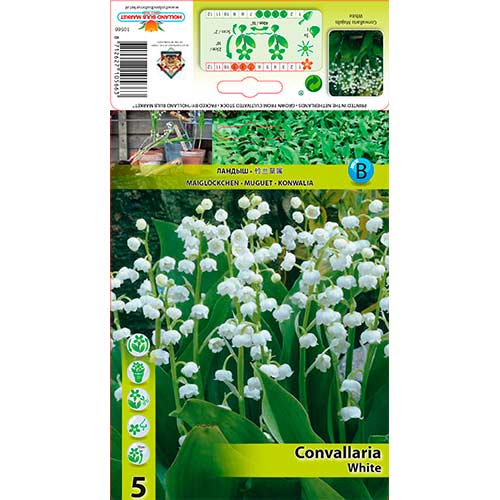 Convallaria majalis White interface.art photo 1 Convallaria majalis White interface.image 1 interface.art 76202