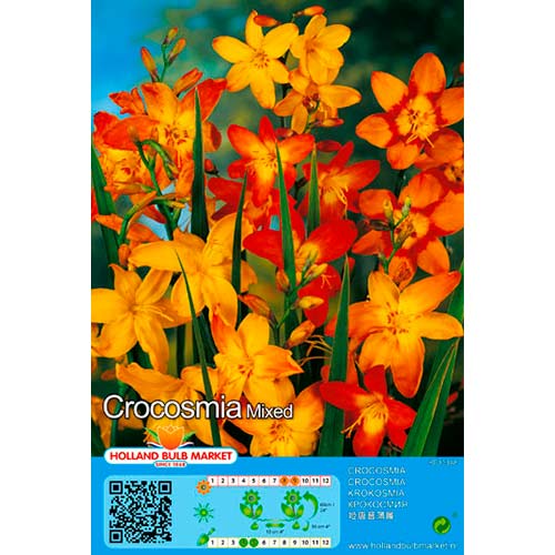 Crocosmia Mixed interface.art photo 1 Crocosmia Mixed interface.image 1 interface.art 76404