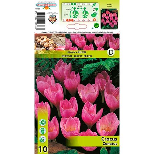 Azafrán Zonatus interface.art photo 1 Azafrán Zonatus interface.image 1 interface.art 67345