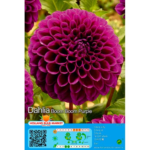 Dalia Boom Boom Purple interface.art photo 1 Dalia Boom Boom Purple interface.image 1 interface.art 76409